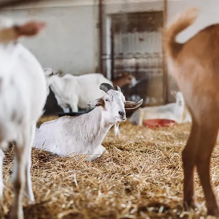 Alojamento de Turismo Rural Farma Klokocov