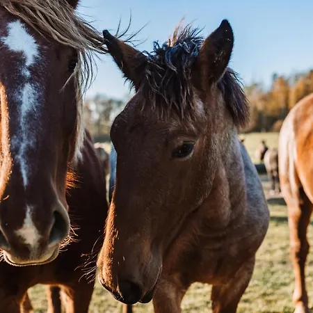 Alojamento de Turismo Rural Farma Klokocov *