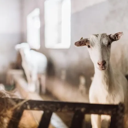 Farma Klokocov Alojamento de Turismo Rural *