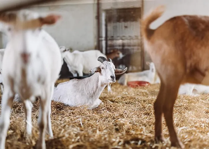 Séjour à la ferme Farma Klokocov